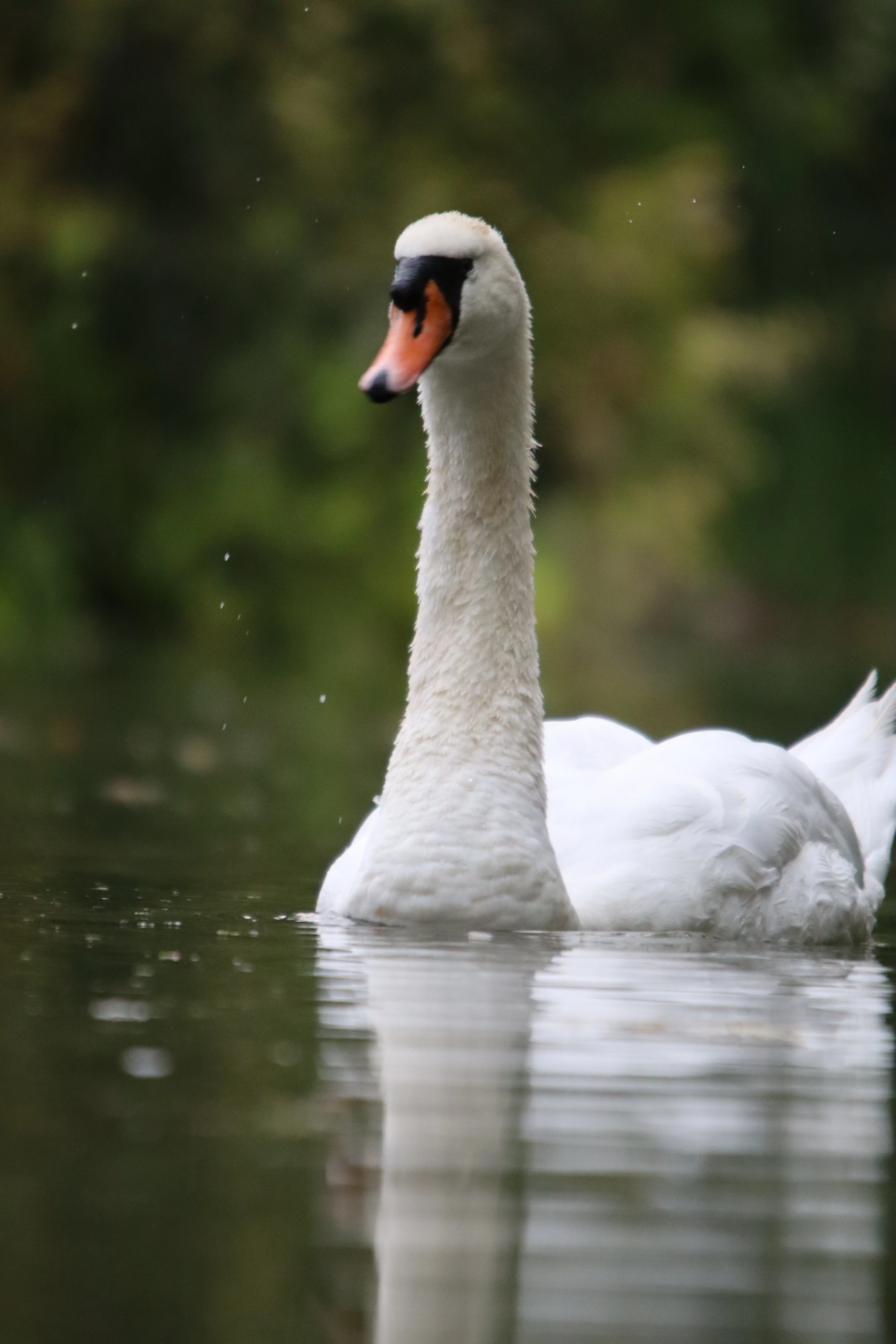 Swan on the Cherwell